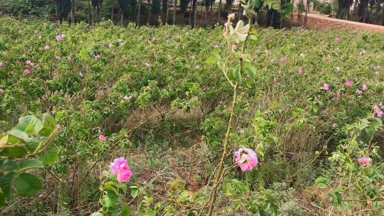 云南大马士革玫瑰花田