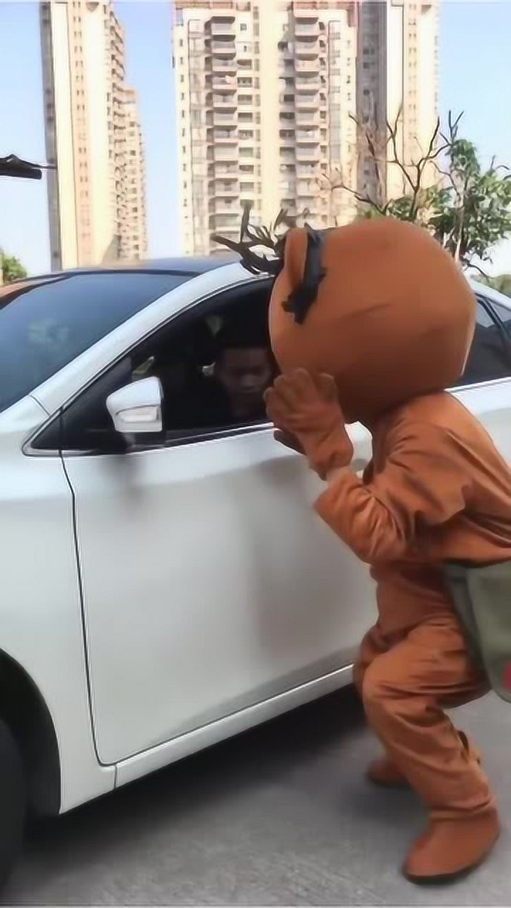 有了头发的小熊,真不是一般的爱臭美,为此差点被司机打,太逗了