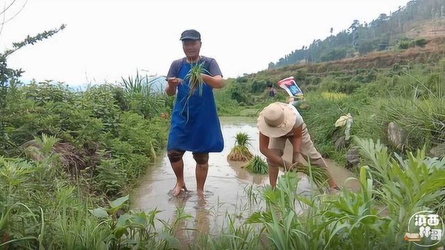 秧田里挖田,拖拉机的效力跟人工的差不多,林哥栽秧蛮利索的哦