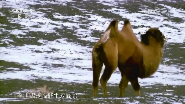 不是所有沙漠都很炎热!骆驼的交配季节 野生双峰驼精彩的求偶表演令人瞠目