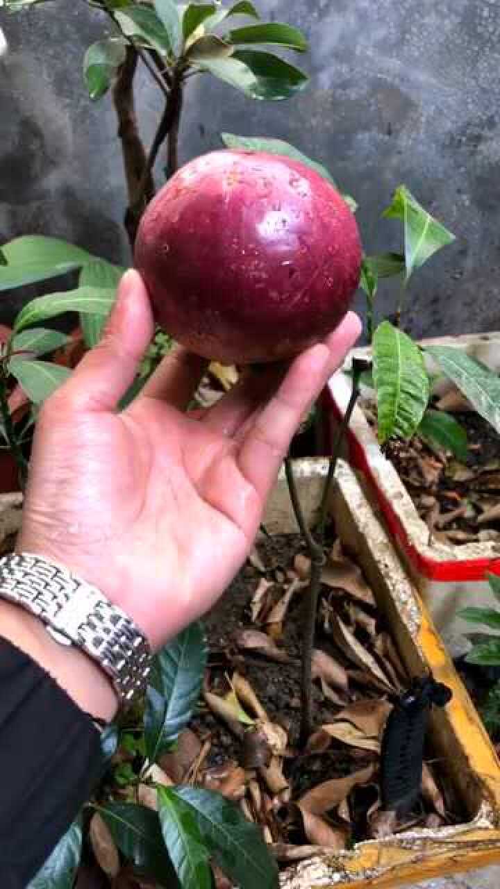 见识一下原产地的牛奶果,会流奶的果子,真的超有食欲