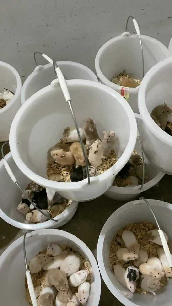仓鼠太多了,只能把它们放桶里了