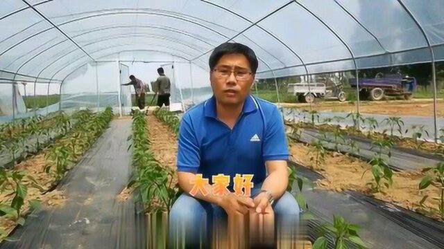 辣椒防落花促进坐果治病毒,番茄灰叶斑病应对措施,减少损失