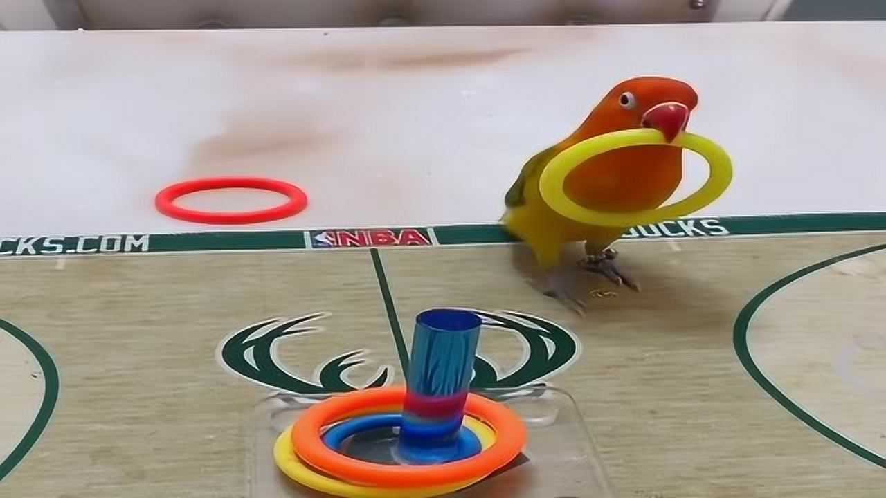 神奇的动物,鹦鹉套圈推磨,这也太厉害了!