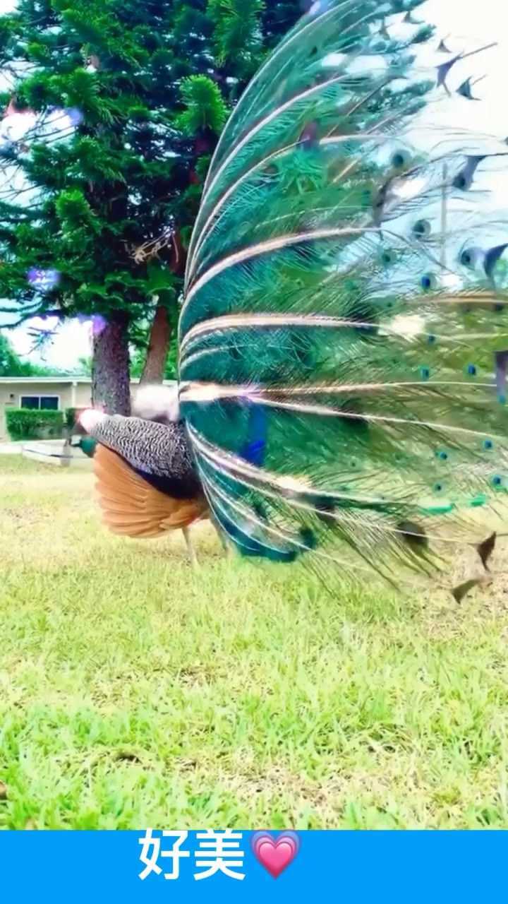 孔雀开屏可真美