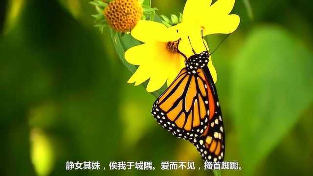 诗经静女,静女其姝,俟我于城隅.爱而不见,搔首踟蹰