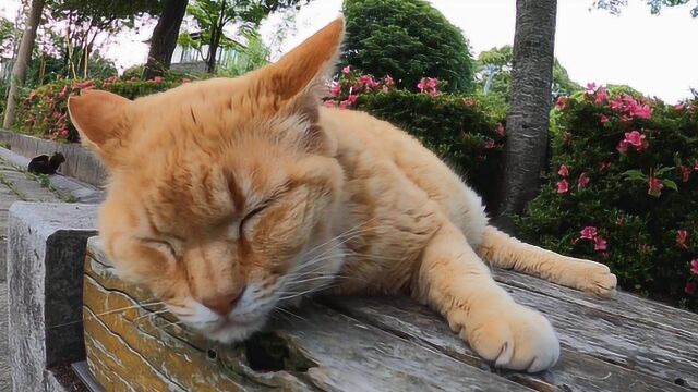 一只失恋的猫咪独自坐着不想理人,单看表情就特别郁闷