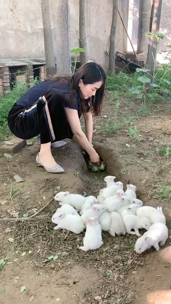 兔洞里面抓兔子,一个兔洞里面竟然藏了这么多只兔子