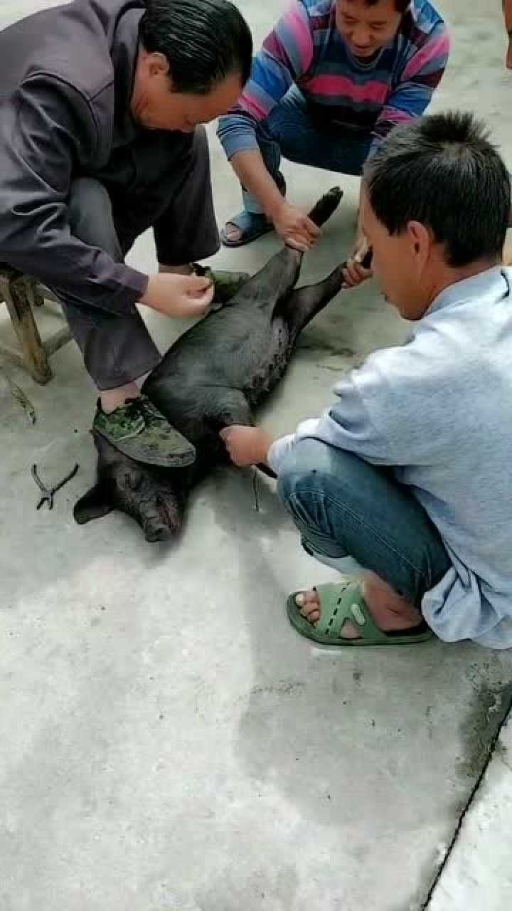男子给猪打针在现场听这叫声感觉好疼的样子