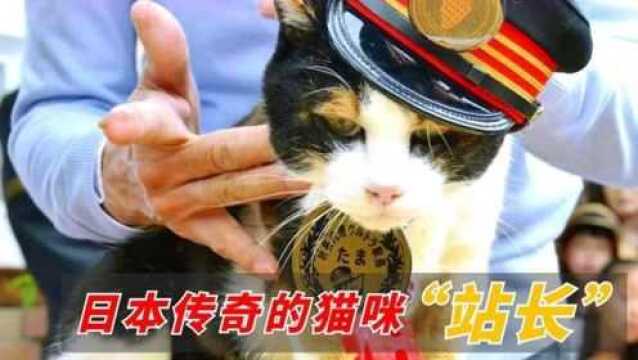 日本传奇的猫咪站长即将倒闭的车站靠它逆袭,成为网红景点!