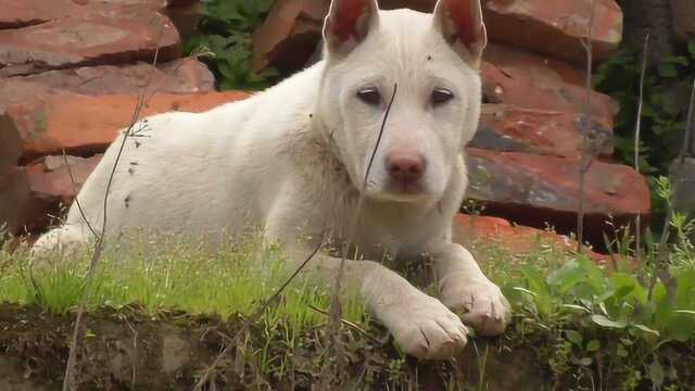 明明是世界名犬,却常被当作“土狗”嫌弃,如今濒临灭绝