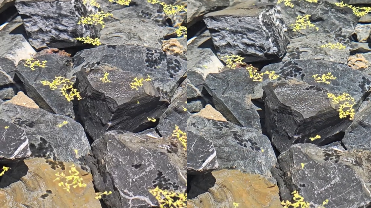 "日光下澈 影布石上"具象化,网友:《小石潭记》走进现实