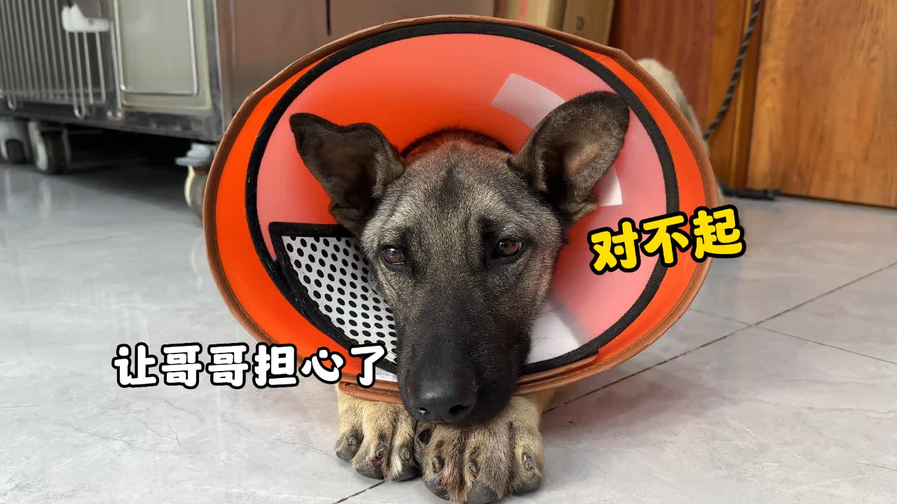 工地看门忠犬腹水情况加重,眼里透着忧伤,懂事的样子让人心疼
