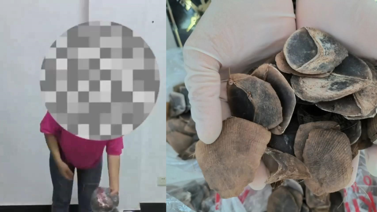 4克穿山甲鳞片被查:海关关员发现其神情步态异常