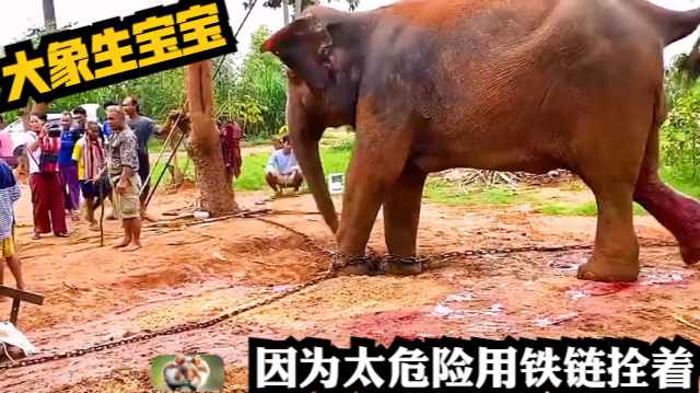 大象生宝宝,因为太危险用铁链拴着,小象宝宝真可爱|纪录片