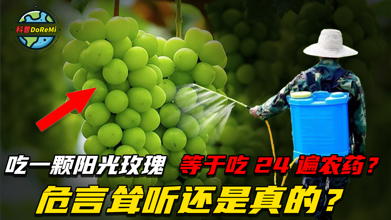 吃一颗阳光玫瑰等于吃24遍农药?危言耸听还是真的?听听专家说法
