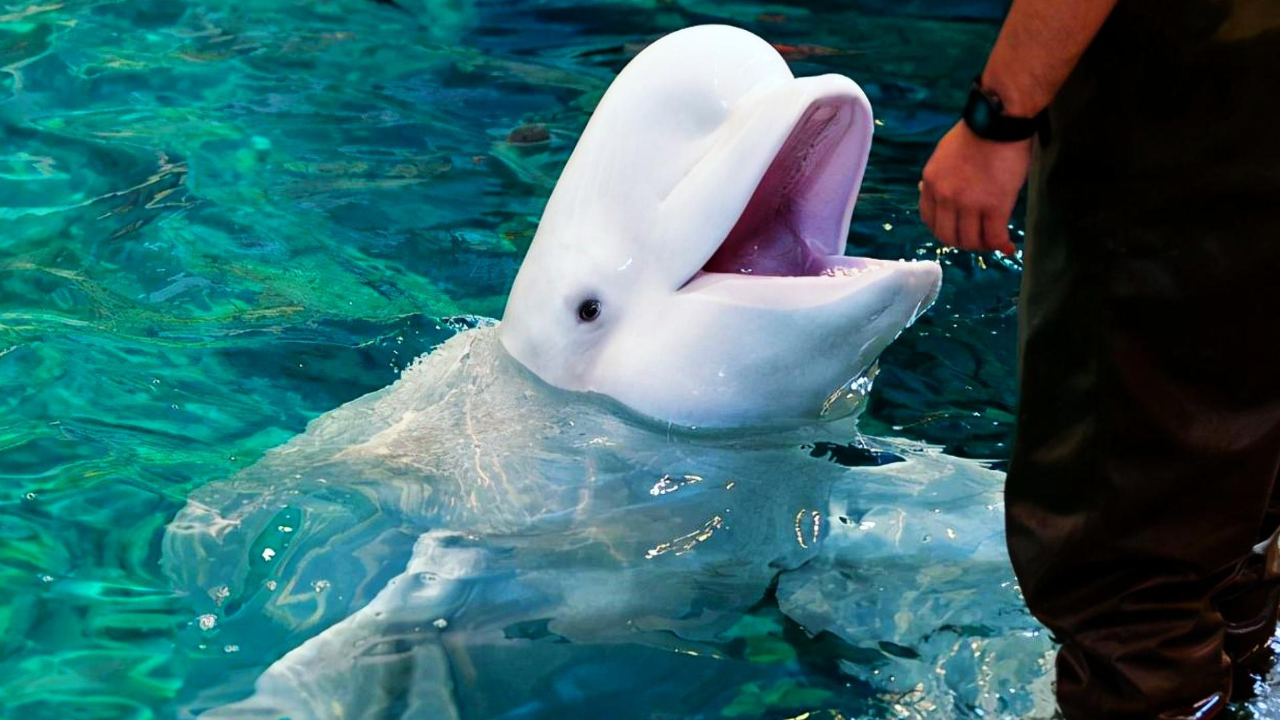 北京海洋馆白鲸凄厉尖叫引关注,口技大师的正常叫声有多美妙?来听