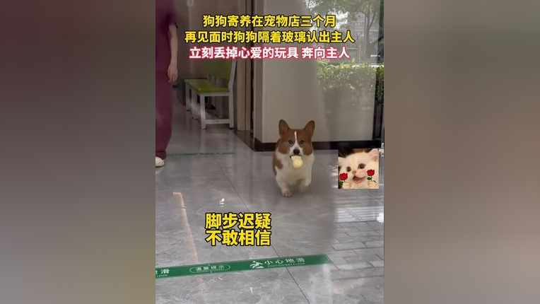 狗狗寄养在宠物店三个月 见面时狗狗隔着玻璃认出主人 立刻丢掉心爱的