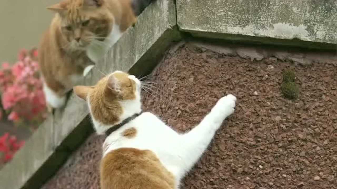 近距离观察解说猫咪爬墙全过程