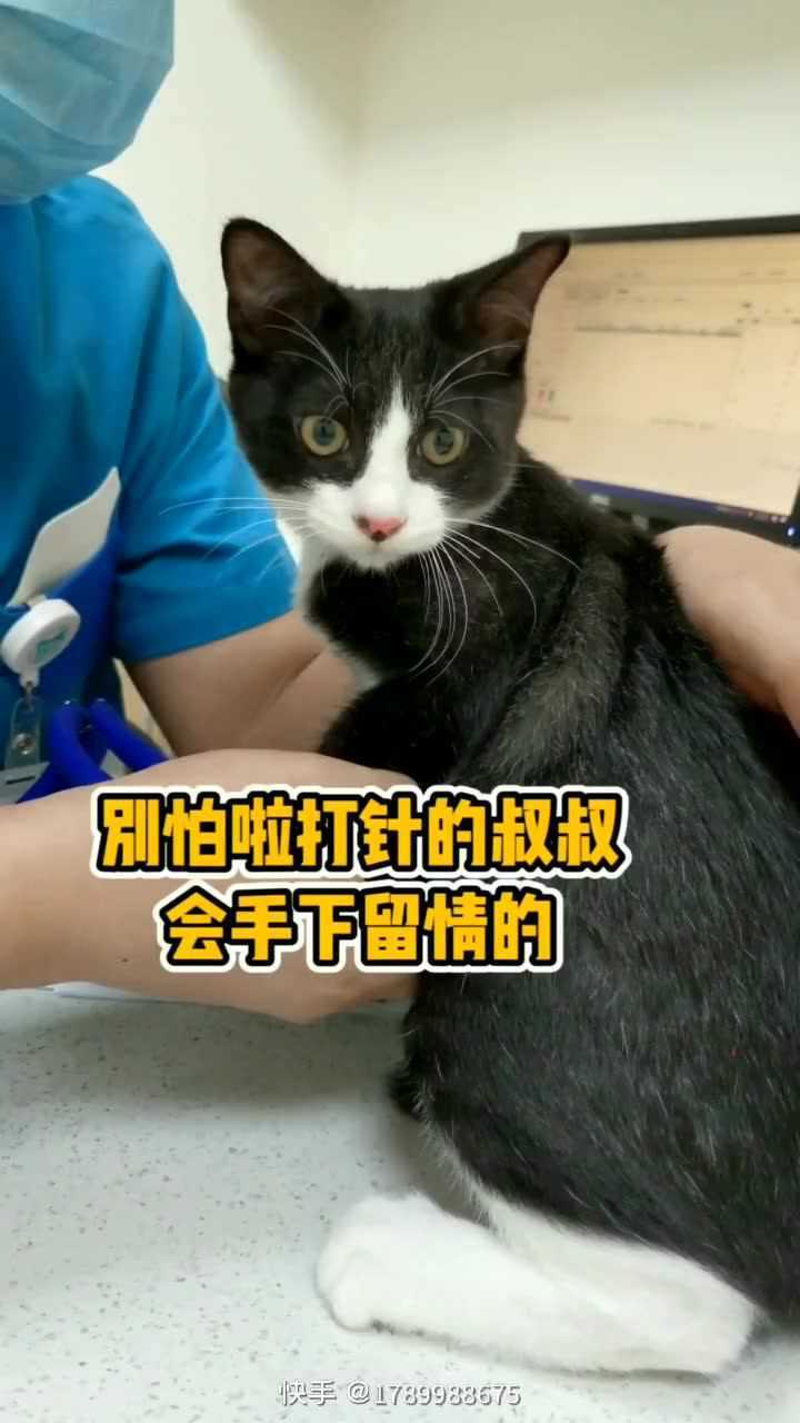 可乐怕了吗小猫咪快手宠物光合计划快手宠物天团用快影上热门快手达人