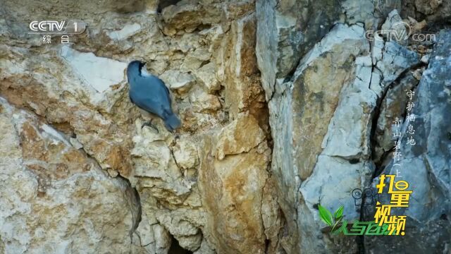 红蝽不能食用,这种鸟却捕捉它们,并将其变成生物水泥