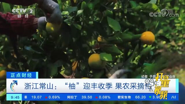 浙江常山:“柚”迎丰收季,果农采摘忙