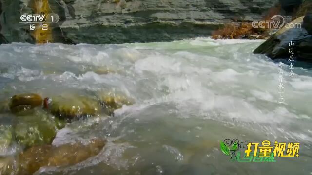 冬眠结束,水游蛇来到河边喝水,它已几个月不吃不喝了