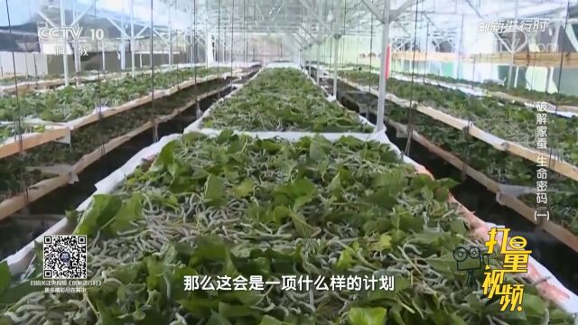 四百多名科研人员历时三个月,成功破译家蚕基因之谜