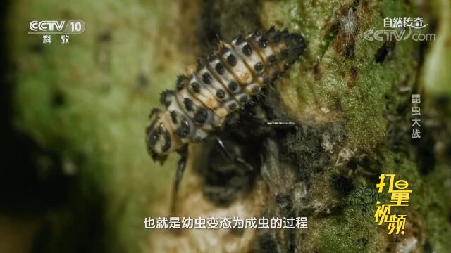 随着成长,瓢虫幼虫会化蛹,并变成瓢虫破蛹而出