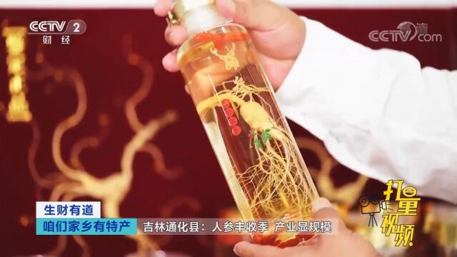 千亩人参获丰收,加工后的人参年销售额5000万元左右