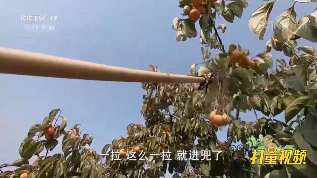 果园柿子丰收忙,采摘柿子竟然还有“神器”?