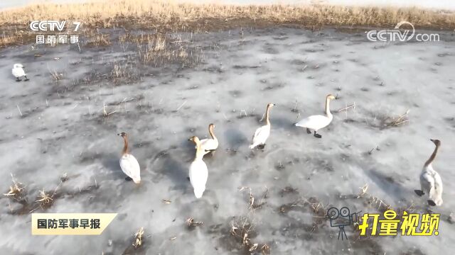 辽宁:爱心守护候鸟家园