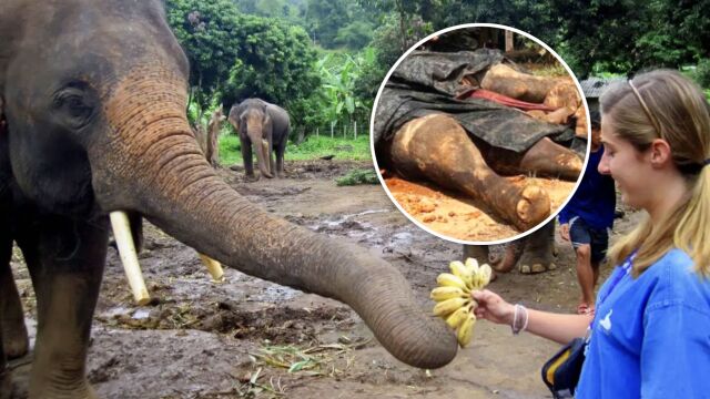 泰国一大象被催熟香蕉毒死,水果催熟过程发生了什么?它们这样变成大象刺客