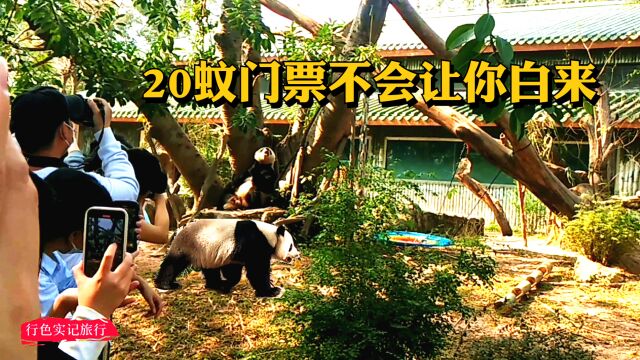 广州动物园明星级大熊猫,每天吸粉数10万,20块门票不会让你白来