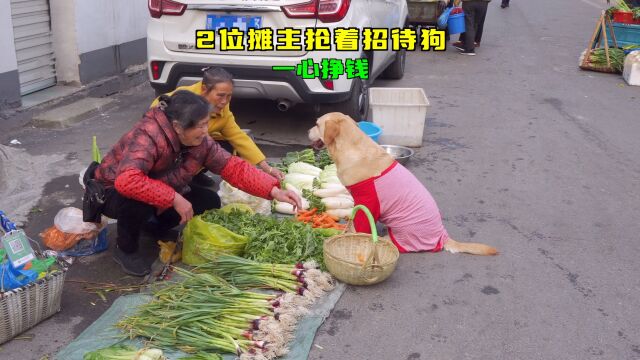 2摊主争相招待狗狗,狗狗借机现场讨菜,赖摊位不走了