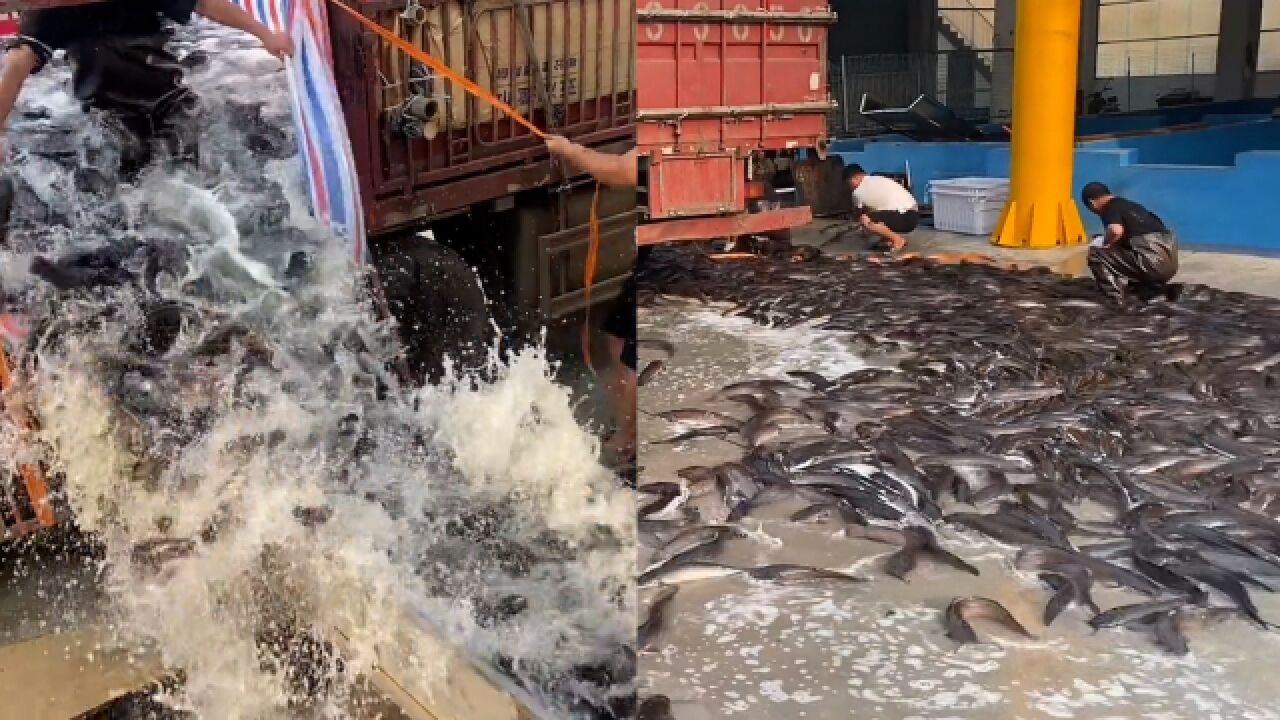 货车拉2万多斤鱼卸货,几人操作失误导致鱼散落一地,网友笑喷