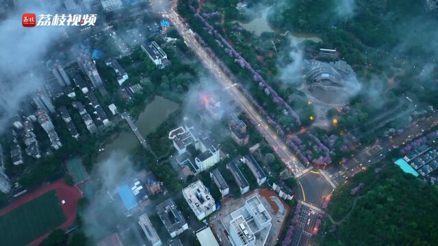 一城烟雨半城花!广西柳州30万株洋紫荆在春雨中如一幅诗意画卷