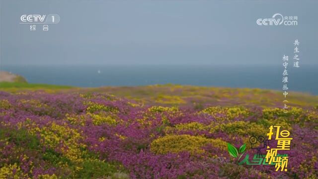 荒野里灌木丛生,石楠花开遍山崖,大地变得五彩缤纷,太壮观了