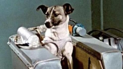 太空竞赛3：苏联载人火箭试验，两只小狗从天外归来，成为苏联大明星