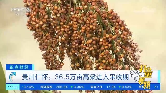 贵州仁怀:36.5万亩高粱进入采收期