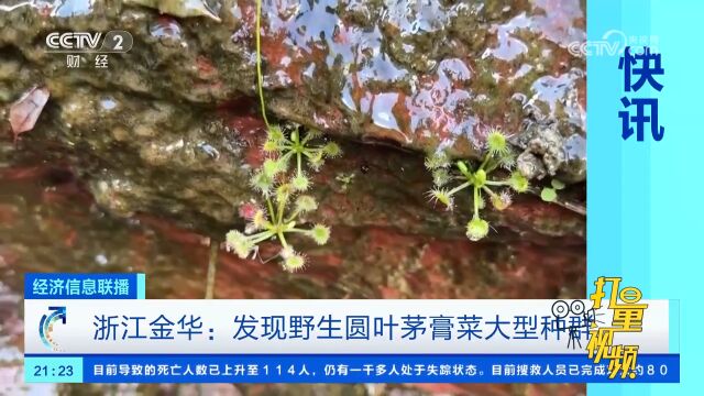 功能强大!浙江金华发现野生圆叶茅膏菜大型种群