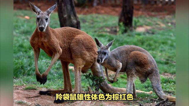 动物趣闻:它是澳大利亚的特有动物,盘点两种特别的袋鼠