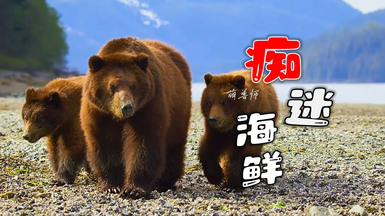 喜欢吃海鲜的棕熊,每天都要去赶海|纪录片