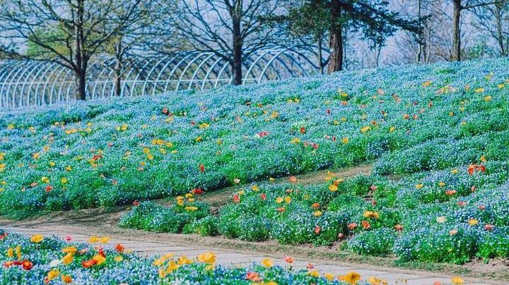 上海辰山植物园喜林草盛开 假期游人如织