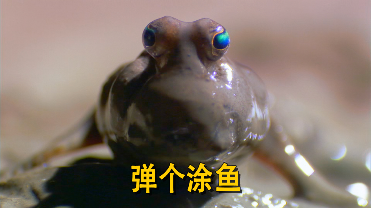 弹涂鱼:喝多上头整活还烂