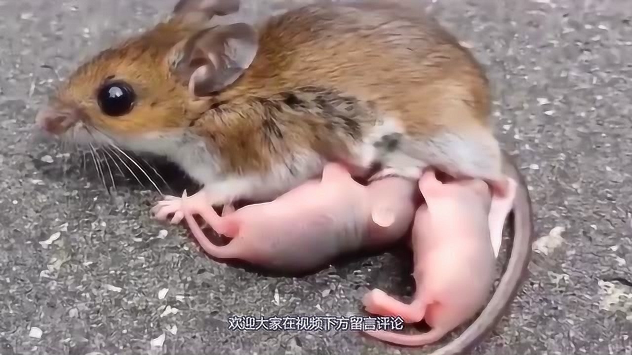 马路中间竟然躺着一只老鼠原来是两只小老鼠在吃奶胆子真大