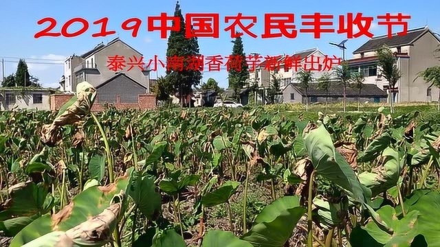 中国农民丰收节之泰兴小南湖香荷芋新鲜出炉