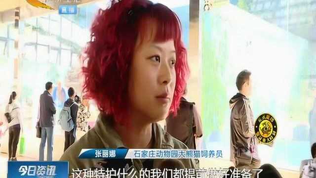 单间变豪宅!石家庄动物园下“血本”,一只大熊猫有两间“宿舍”