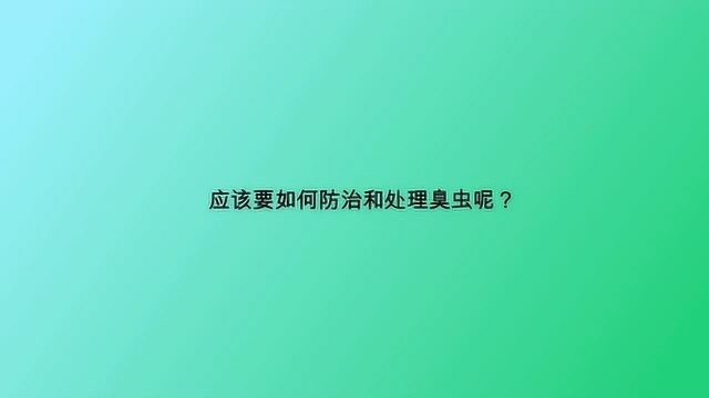 应该要如何防治和处理臭虫呢?