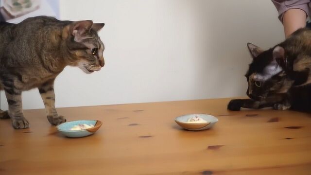 猫食谱系列,主人这次的料理是海鲜猫蒸蛋,猫咪们的味蕾已被征服